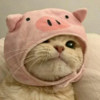 🐈
