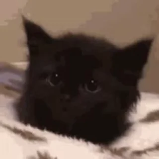 🐱