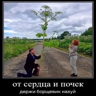 🌷
