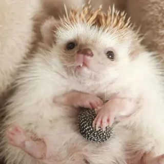 🦔