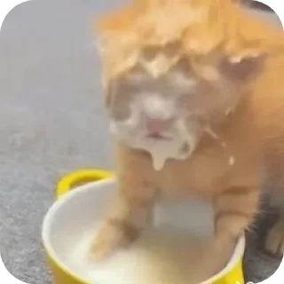 😺