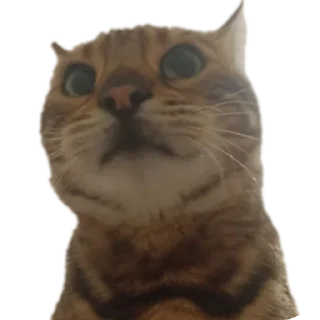 🐱