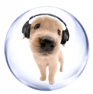 🐶