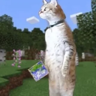 😺