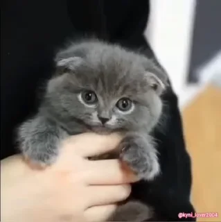 😼