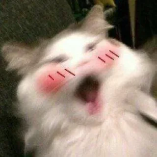 😻