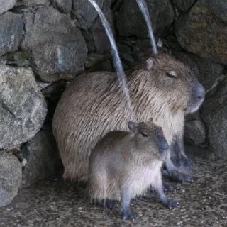 🚰