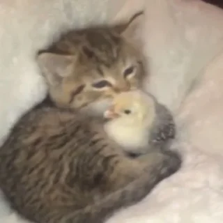 🐈