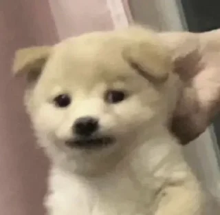 🐶