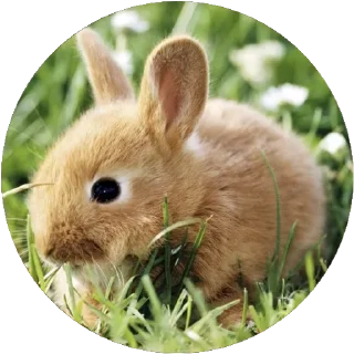 🐇