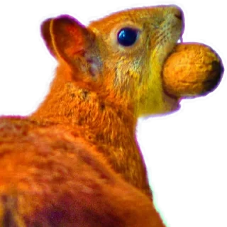 🌰