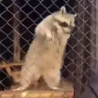 🤩