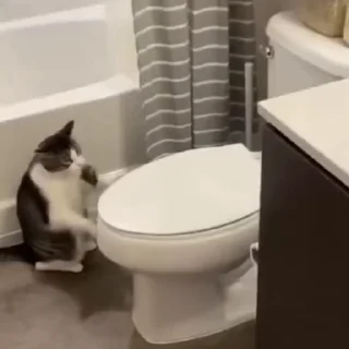 🐈