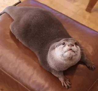 🥓