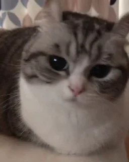 🐈