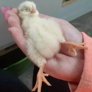 🤩