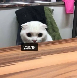 🌚