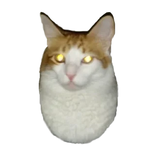 🐱