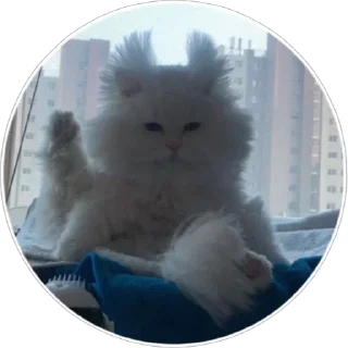 🐈