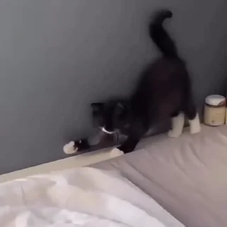 🐈