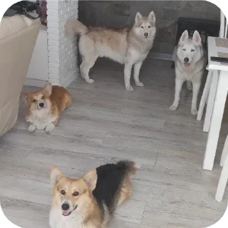🐶