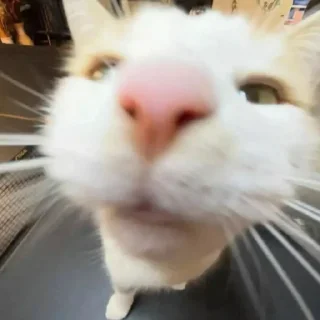 🐱