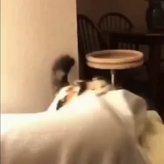🐈