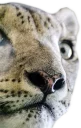 😽