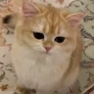 🐈