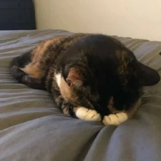 🙈