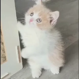 🤩