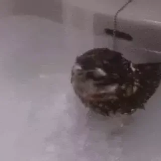🦉