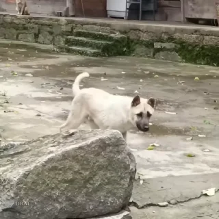 🐾