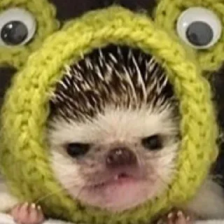 🐸