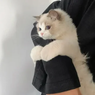 🐈
