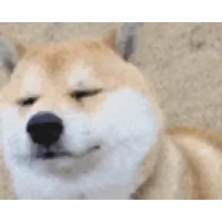 🐶