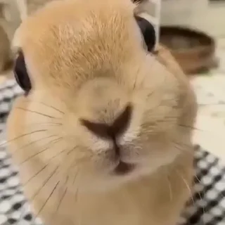 🤩