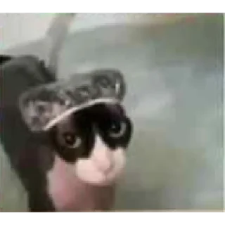 🐱