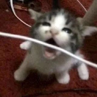 😿
