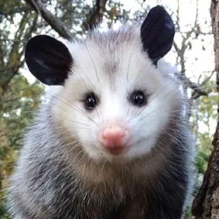 ❓