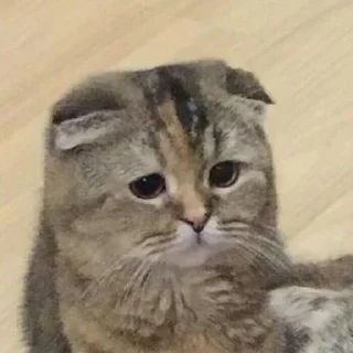 🤍