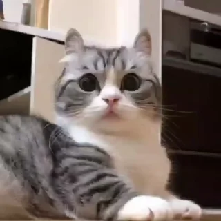 🐈