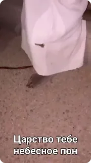 🌟