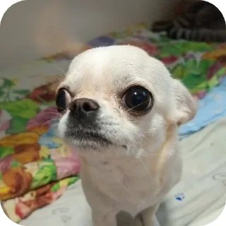 🐶