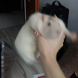 ✊