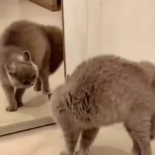 🐈