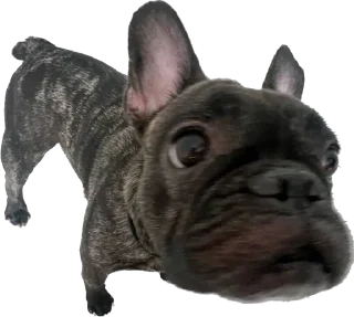 🐶