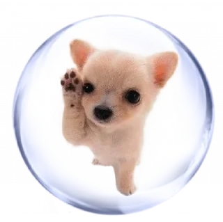 🐶