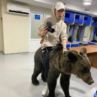 🐻