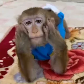 🐵